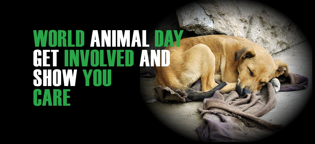 Happy World Animal Day! – Dogwalkingservice Amsterdam